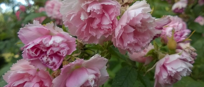 DZIEŃ DORADCY PODATKOWEGO